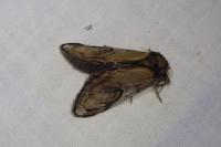 Notodonta ziczac