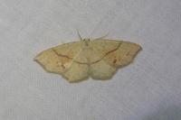 Cyclophora punctaria