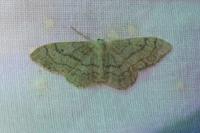 Idaea aversata