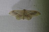 Idaea aversata