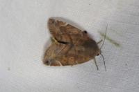 Cosmia affinis