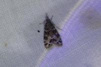 Eudonia mercurella