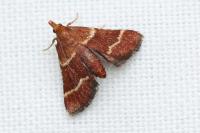 Stemmatophora combustalis