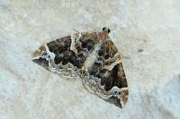 Eulithis prunata