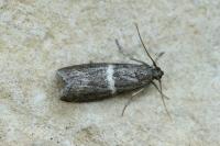 Elegia similella