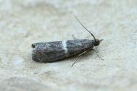 Elegia similella
