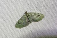 Chloroclystis v-ata