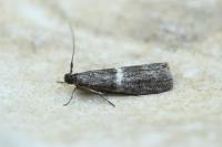 Elegia similella