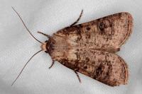 Agrotis clavis clavis