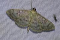 Patania ruralis