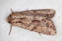 Apamea monoglypha monoglypha