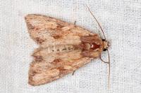 Apamea sublustris