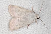 Caradrina gilva
