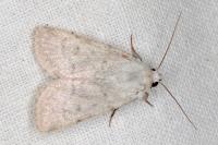 Caradrina gilva