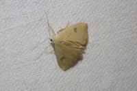 Rivula sericealis