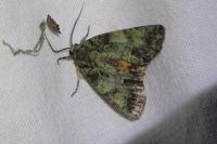 Polyphaenis sericata