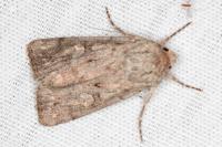 Dichagyris forcipula