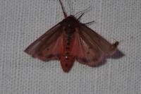 Phragmatobia fuliginosa