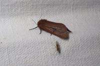 Phragmatobia fuliginosa