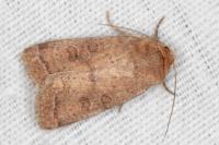 Hoplodrina octogenaria/blanda