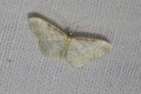 Idaea fuscovenosa