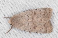 Hoplodrina respersa