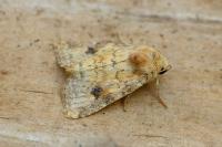 Atypha pulmonaris