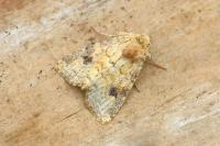 Atypha pulmonaris