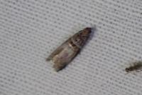 Acrobasis advenella