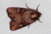 Mesapamea secalella/secalis