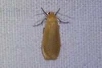 Wittia sororcula