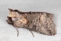 Abrostola asclepiadis