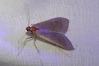 Mecyna asinalis