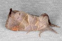 Clostera pigra
