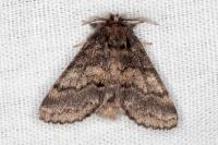 Gluphisia crenata