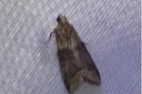 Acrobasis repandana