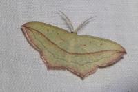 Timandra comae