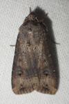 Agrotis ipsilon