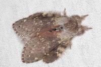 Stauropus fagi