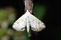 Cataclysta lemnata