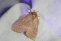 Malacosoma neustria