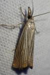 Chrysoteuchia culmella