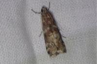Phycita roborella