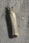 Crambus pascuella