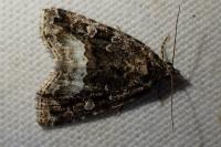 Deltote pygarga