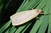 Katha depressa