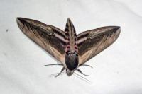 Sphinx ligustri