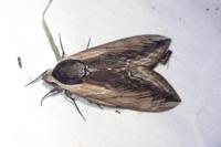 Sphinx ligustri