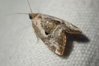 Elaphria venustula