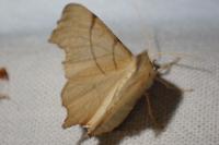 Ennomos erosaria